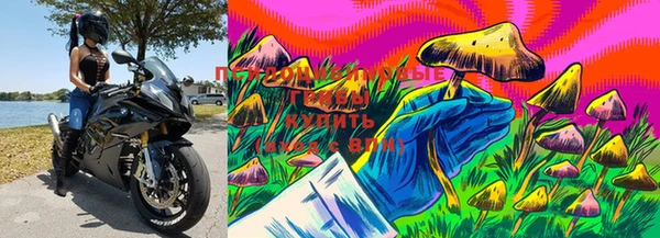 ПСИЛОЦИБИНОВЫЕ ГРИБЫ Верея